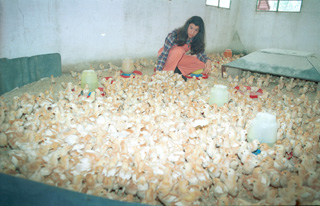 Uruguay: investigan a 5 avícolas por matar 2 millones de pollitos para reducir oferta y aumentar el precio