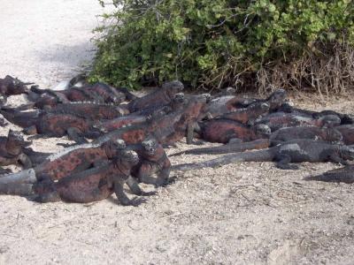 Llueven iguanas kamikaze de los árboles de Florida debido a las bajas temperaturas