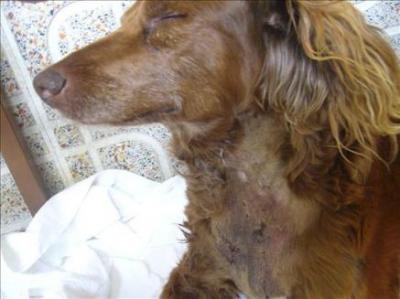 España: dos indagados por maltrato animal y sacrificio de 106 perros