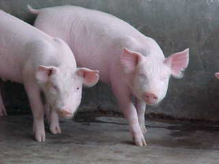 Carne de cerdo de laboratorio será opción notable para la salud
