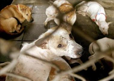 Defensores de animales protestan enjaulados contra la venta de perros y gatos en Perú
