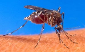 Primer caso de dengue en Uruguay: una joven lo contrajo en Venezuela y fue detectado en Colonia
