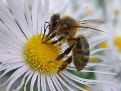 Las abejas colapsan por daño en su sistema inmunológico