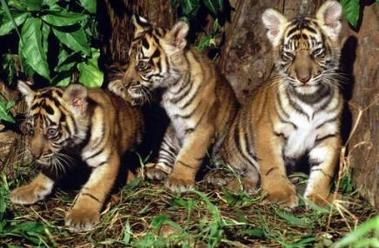 Indonesia autorizará la adopción de tigres para salvar la especie
