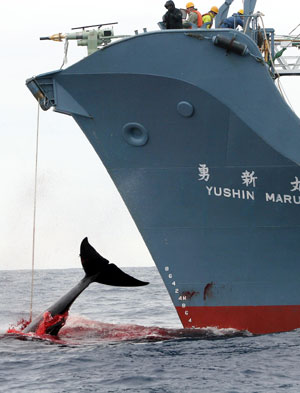 Buque cazador de ballenas japonés choca con barco de activistas cerca de Antártida