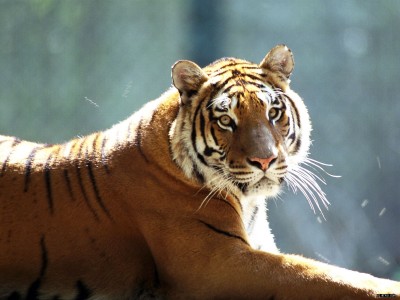 Su pene como afrodisiáco y sus huesos para la artritis extermina a los tigres en China