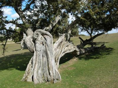 Un vendaval acaba con uno de los árboles más longevos de España