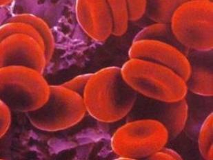 Identifican dónde se forman las células madre sanguíneas en el embrión