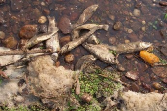 Uruguay: Cientos de peces y animales muertos por agroquímicos aparecen en orillas del Río Yí