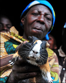 Conejillos para saciar el hambre en el Congo