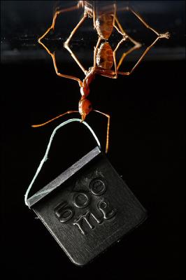 Premio para foto de una "hormiga forzuda"