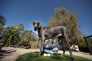 Giant George, es el perro más alto del mundo