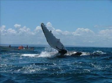 El santuario de ballenas enamora a miles de turistas en República Dominicana