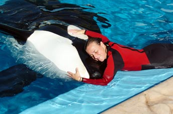Una orca mata a una empleada de acuario SeaWorld en Orlando