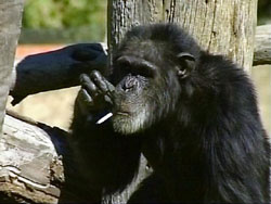 A rehabilitación un chimpancé en Rusia porque el cigarrillo y la cerveza lo estaban arruinando