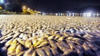 Toneladas de peces mueren en un lago turístico de Río