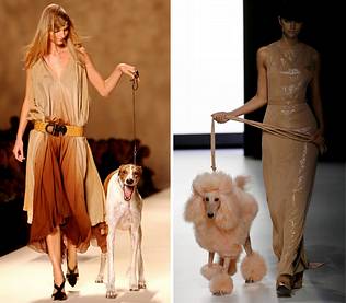 Muere un perro estrangulado con su abrigo en un desfile de moda canina en Madrid
