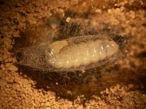 Avispas excavadoras protegen a sus crías con antibióticos