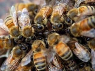 Seis niños internados por un ataque de abejas en una escuela de Argentina
