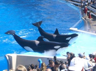 SeaWorld esconde información sobre ataques de orcas