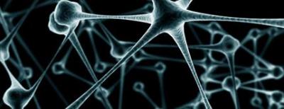 Células de la Piel se transforman directamente en neuronas