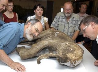 Una bebé de 42.000 años