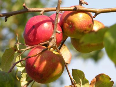 La manzana adelgaza, baja el colesterol y previene el cáncer, pero no hay que pelarla
