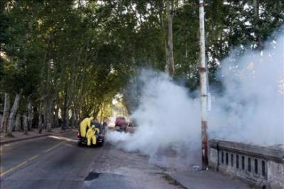 Fumigación a gran escala en Montevideo por inédita invasión de mosquitos