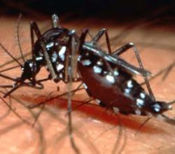 No hay casos de dengue en Uruguay
