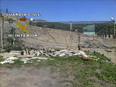 Matan a tiros a tres tigres que escaparon de sus jaulas en un zoológico de Gran Canaria