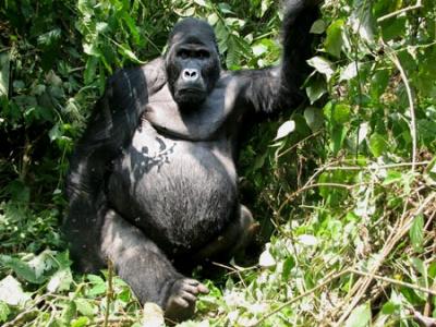 La trágica supervivencia de los gorilas