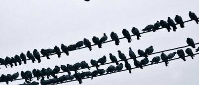 De Hitchcock: Barcelona quiere matar 65.000 palomas
