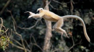 Un mono enloquecido hiere a 50 personas y mantiene en alerta a varias ciudades indias
