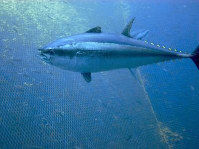 Capturan en Galápagos a buque pesquero ecuatoriano con cien tiburones azules