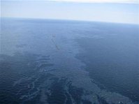 Daño irreparable: el derrame de petróleo se extiende en Golfo de México