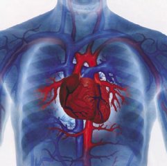 La enzima fosfolipasa tan peligrosa para el corazón como el colesterol y la hipertensión