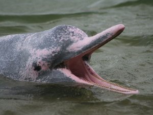 Perú: Envenenan veinte delfines rosados, en peligro de extinción
