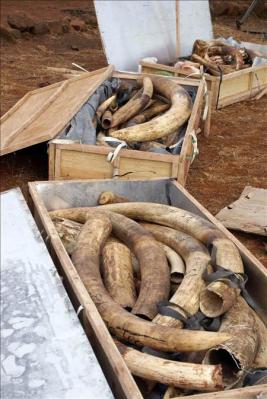 Decomisan dos toneladas de marfil de elefante africano en Vietnam