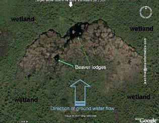 Un canadiense descubre una presa construida por castores visible desde el espacio