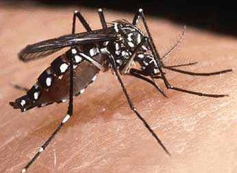 Detectan mosquito transmisor del dengue en 90 lugares de Montevideo