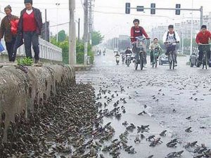 Otra invasión de ranas causa pánico en China por miedo a terremoto