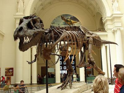 Museo limpia dinosaurio