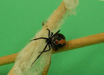Una araña venenosa pica a un nudista en el pene