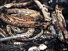 Arden 80 mil serpientes en Brasil