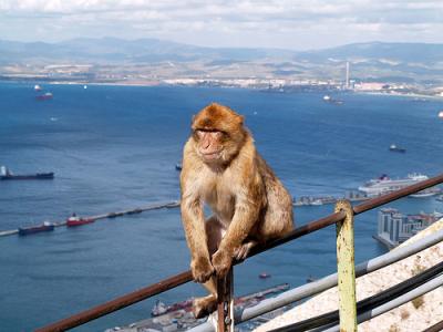 Un mono ataca a una turista estadounidense en la habitación de un hotel de Gibraltar