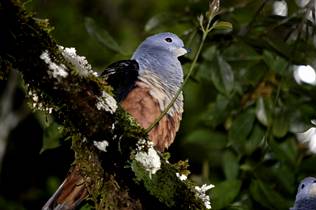 Descubren veinte especies en el «mundo perdido» de Papúa