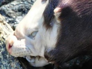 "El feo": En Canadá descubren extraña criatura con cara casi humana