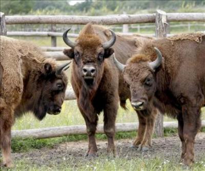 Los bisontes de Altamira regresan miles de años después de su extinción