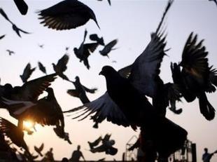 India captura a una paloma por sospechosa de espiar para Pakistán
