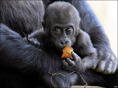 Rwanda bautizará bebés gorilas en día mundial del Medio Ambiente
